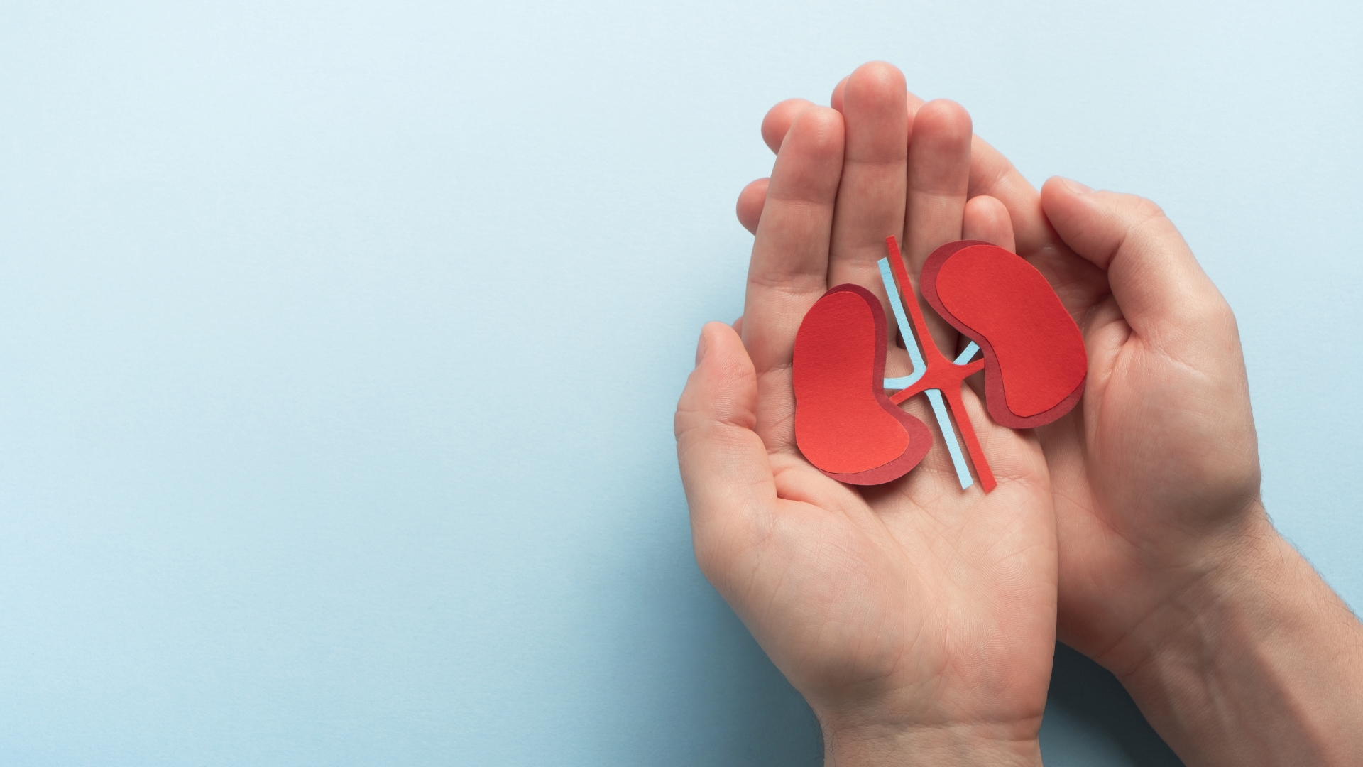 Hands holding a paper cutout of a red kidney on a light blue background.