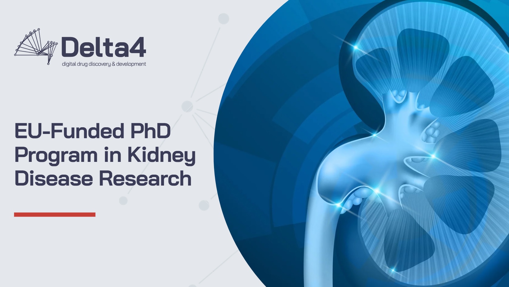 Delta4 logo with text "EU-Funded PhD Program in Kidney Disease Research" next to an illustrated human torso highlighting the kidneys, picked to showcase innovative research opportunities.