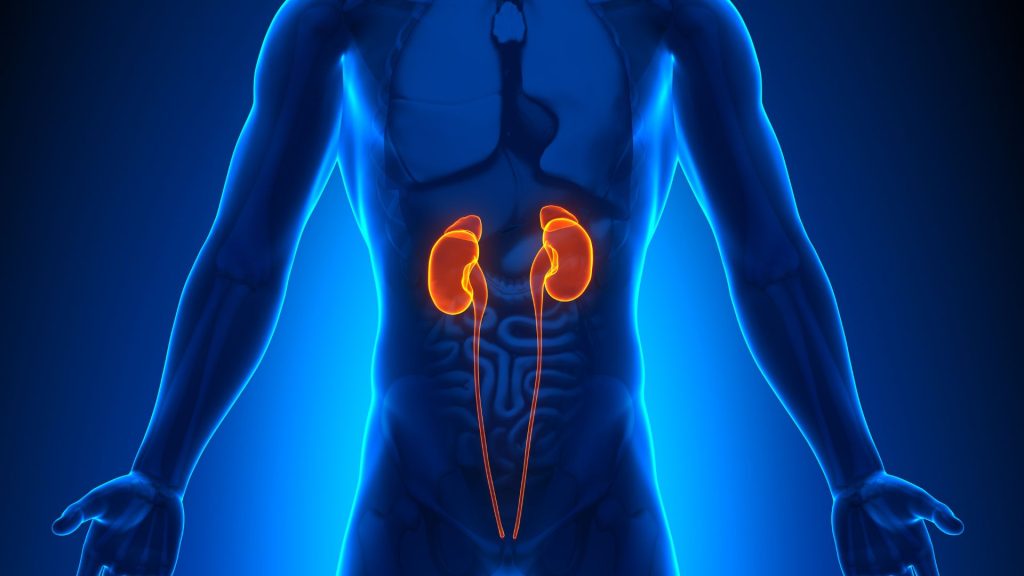 Medical illustration of the human torso highlighting the kidneys and urinary tract in orange, emphasizing their position within the body and underscoring the importance of kidney health.