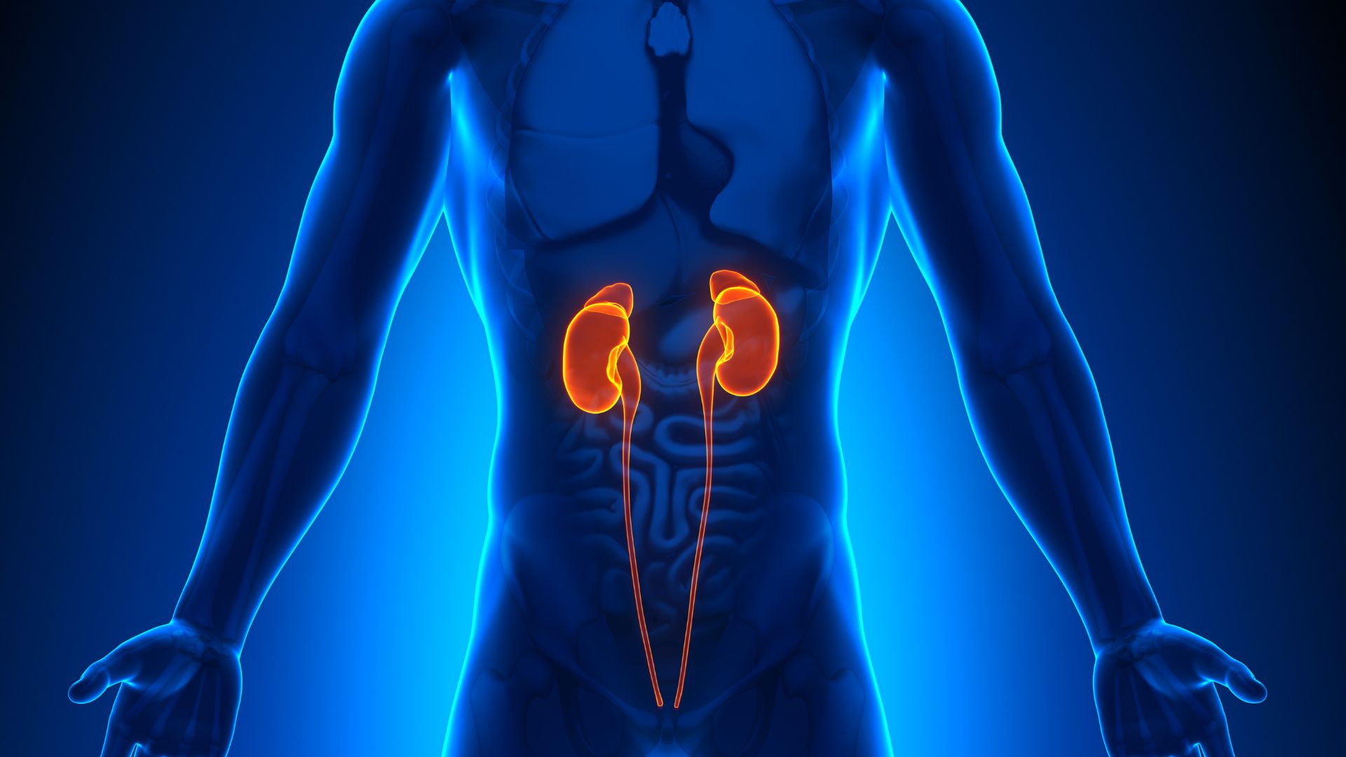 Medical illustration of the human torso highlighting the kidneys and urinary tract in orange, emphasizing their position within the body and underscoring the importance of kidney health.