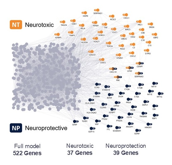 Network diagram showing gene interactions; orange nodes mark 37 neurotoxic genes, blue nodes highlight 39 neuroprotective genes, all within a full model of 522 genes—uncovering the molecular success stories behind neuroprotection and toxicity.