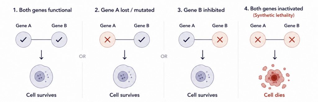 Diagram showing four scenarios: both genes functional, gene A lost, gene B inhibited, and both genes inactivated, resulting in cell survival in the first three and cell death in the fourth.