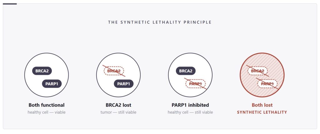 Diagram showing the synthetic lethality principle: cell viability with functional BRCA2 or PARP1, and cell death when both are lost or inhibited.