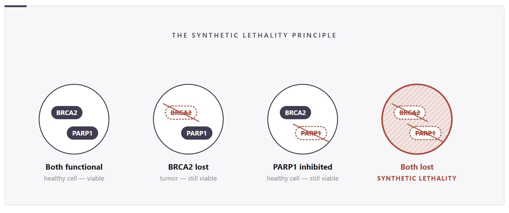 What Is Synthetic Lethality? Cancer Drug Discovery Explained