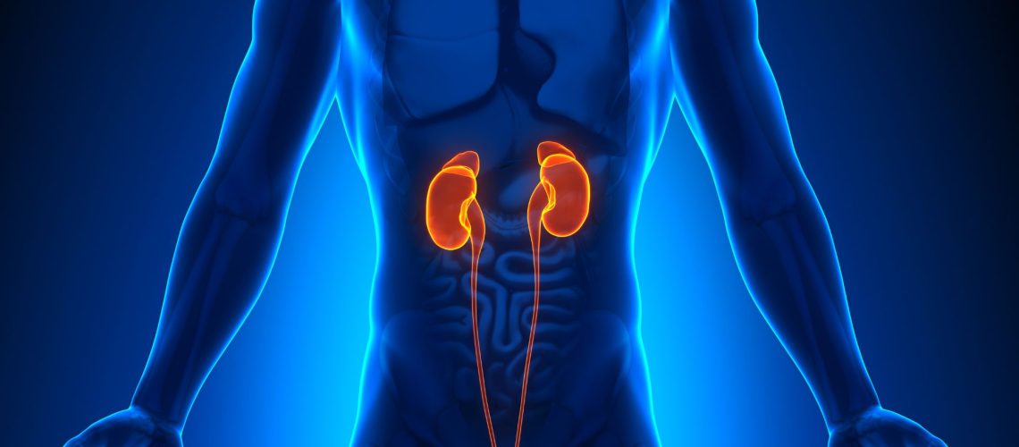 Medical illustration of the human torso highlighting the kidneys and urinary tract in orange, emphasizing their position within the body and underscoring the importance of kidney health.