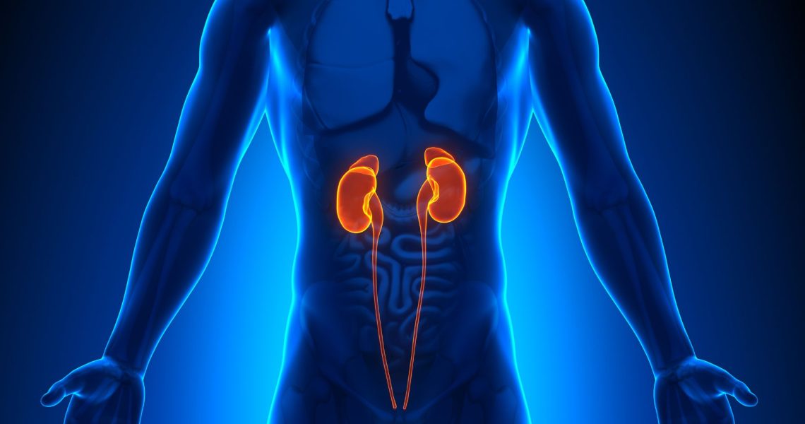Medical illustration of the human torso highlighting the kidneys and urinary tract in orange, emphasizing their position within the body and underscoring the importance of kidney health.