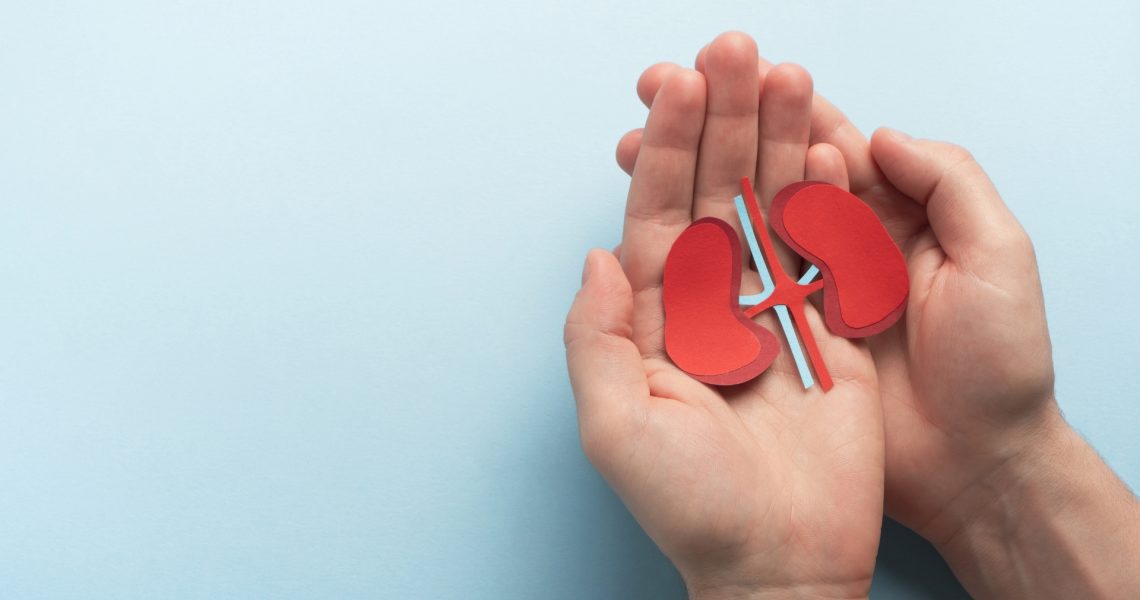 Hands holding a paper cutout of a red kidney on a light blue background.